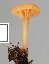 Lichenomphalia chromacea image