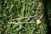 Conocybe apala image