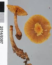 Galerina patagonica image