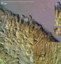 Clitocybe metachroa image