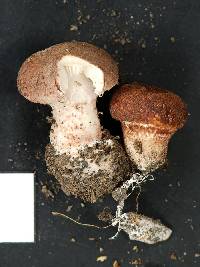 Lepiota subincarnata image