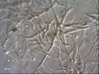 Russula rimulosa image