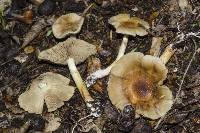 Pholiota chrysmoides image