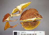 Phylloporus novae-zelandiae image