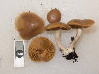 Cortinarius saturniorum image