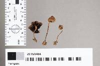 Panaeolus papilionaceus var. papilionaceus image
