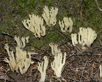 Ramaria lorithamnus image