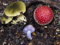 Cortinarius porphyroideus image