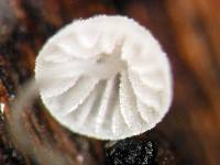 Mycena adscendens image