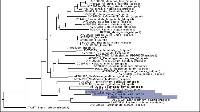 Therrya eucalypti image