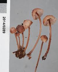 Mycena parsonsii image