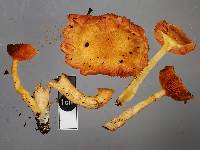 Image of Gymnopilus igniculus