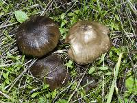 Entoloma sericeum image