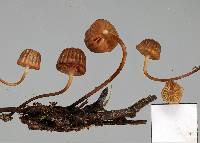 Mycena mamaku image