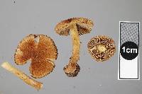 Inocybe brunneolutea image