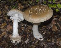 Amanita australis image