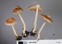 Inocybe sindonia image