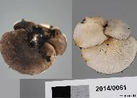 Hohenbuehelia nothofaginea image