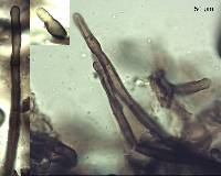 Placosoma nothopanacis image