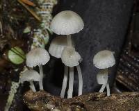 Roridomyces austrororidus image