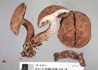 Porphyrellus brunneus image