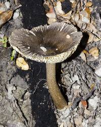 Amanita pekeoides image