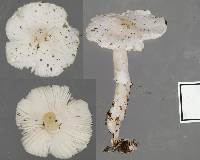 Leucoagaricus serenus image