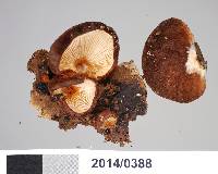 Crepidotus fuscovelutinus image