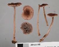 Mycena vinacea image