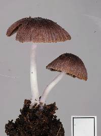 Coprinellus plagioporus image