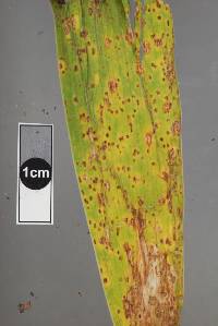 Puccinia iridis image