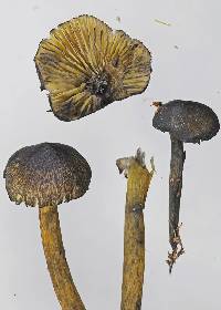 Hygrocybe astatogala image