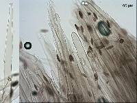 Lepiota thrombophora image