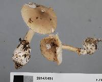 Amanita taiepa image