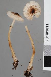 Leucoagaricus viriditinctus image