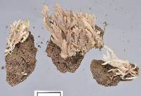 Clavulina cristata var. zealandica image