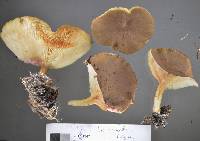 Clitocybe eucalyptorum image