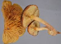 Gymnopilus purpuratus image