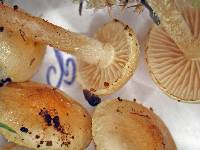 Pholiota pallidocaulis image