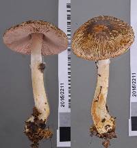 Agaricus viridopurpurascens image