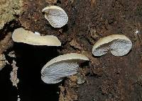 Crepidotus inconspicuus image