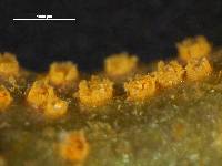 Puccinia whakatipu image