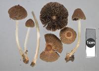 Parasola auricoma image