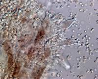Pluteus microspermus image