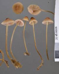 Mycena austrofilopes image