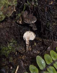 Hydnum crocidens var. badium image