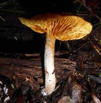 Gymnopilus allantopus image