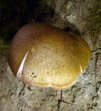 Tricholoma viridiolivaceum image