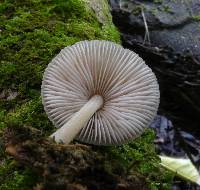 Pluteus decoloratus image