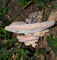 Fomitopsis feei image